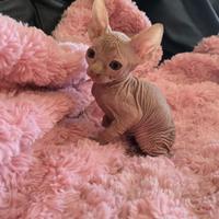 Animali