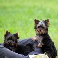 Yorkshire cuccioli