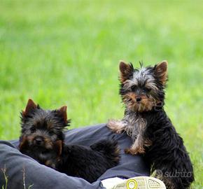 Yorkshire cuccioli