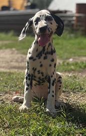 Cucciolo dalmata