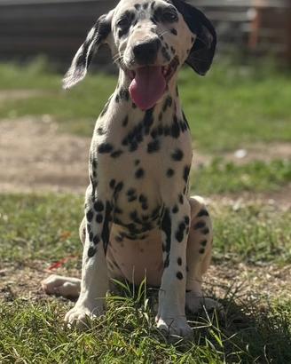 Cucciolo dalmata