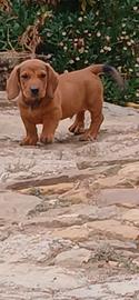 dachsbracke 