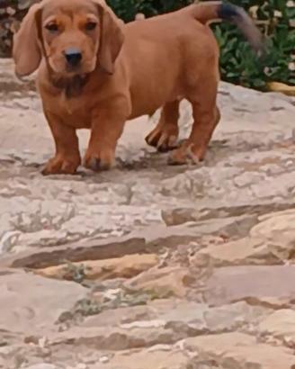 dachsbracke 