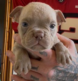 American Bully Micro Lilac Femmina