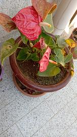 una deliziosa pianta con un rosso fiammante 