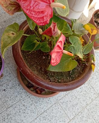 una deliziosa pianta con un rosso fiammante 