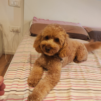 Barboncino di 29 cm per accoppiamento