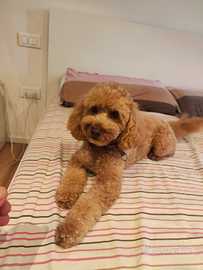 Barboncino di 29 cm per accoppiamento