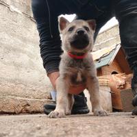 Cuccioli lupo cecoslovacco