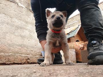 Cuccioli lupo cecoslovacco