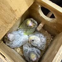 Cocorite allevate a mano o da svezzare