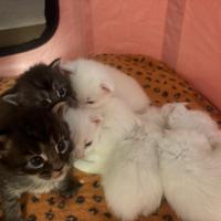 Maincoon cuccioli taglia grande