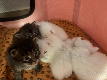 Maincoon cuccioli taglia grande