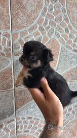 Chihuahua femmina pelo lungo 70 gg toy