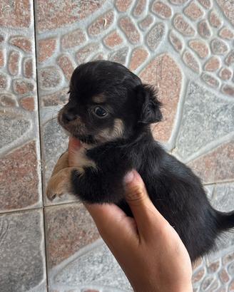 Chihuahua femmina pelo lungo 70 gg toy