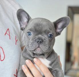 BULLDOG FRANCESE CUCCIOLI BLU - Pag rateale