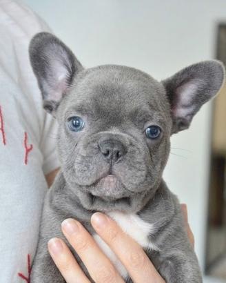 BULLDOG FRANCESE CUCCIOLI BLU - Pag rateale