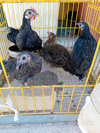Galline nane