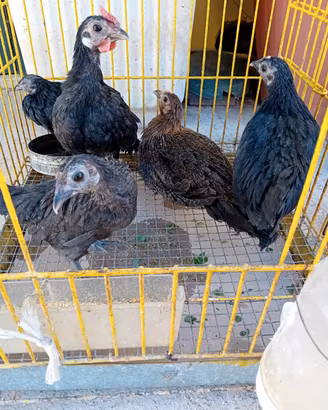 Galline nane