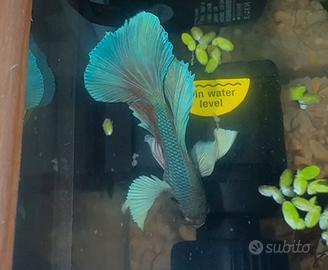 Betta spedendo da