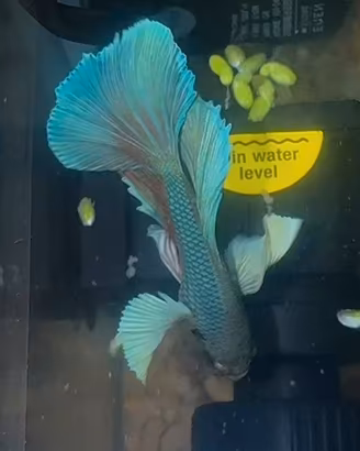 Betta spedendo da