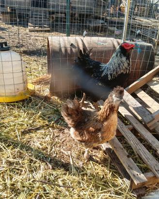 Oliveregger galline ornamentali