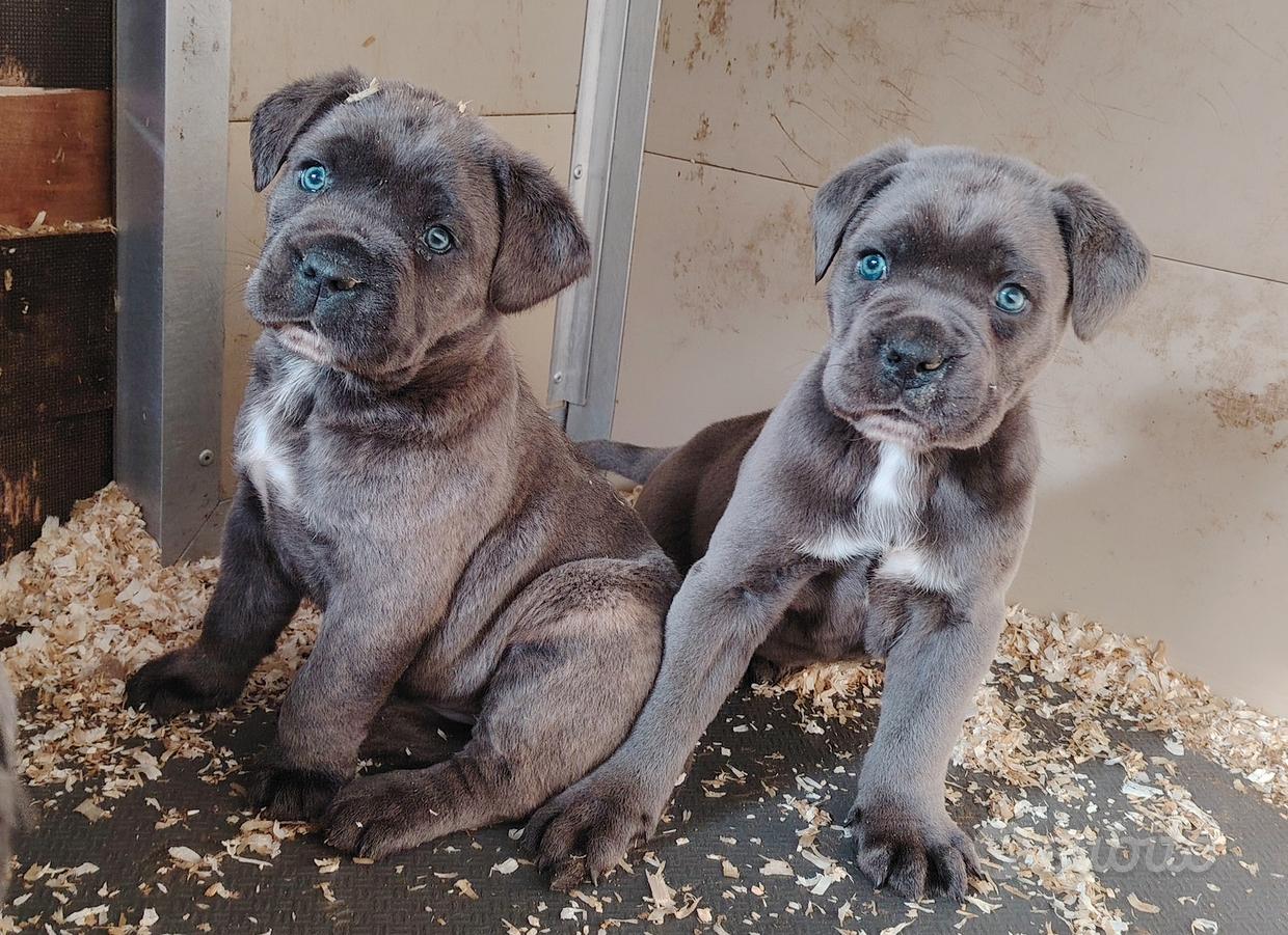 Cane corso Regalo e vendita animali