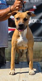 American staffordshire terrier 