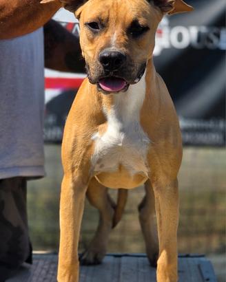 American staffordshire terrier 