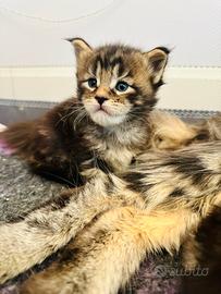 Cuccioli Maine Coon con Pedigree