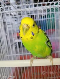 Femmina Cocorita