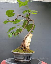 Bonsai fico