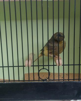 Canarini gloster singoli e coppie