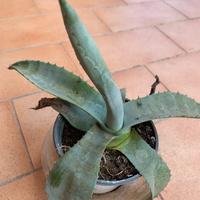 Aloe vera