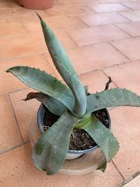 Aloe vera