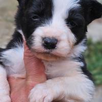 Border collie cucciola pedigree