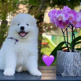 Cuccioli di Samoiedo
