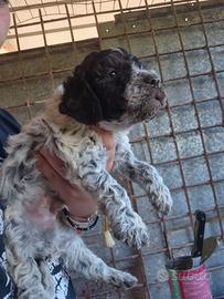 Cuccioli di lagotto romagnolo