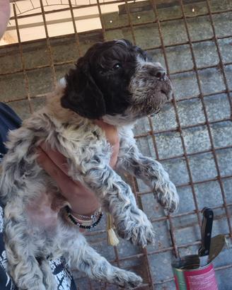 Cuccioli di lagotto romagnolo