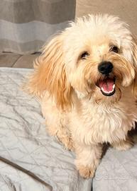 Cucciolo di maltipoo