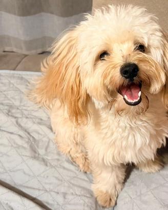 Cucciolo di maltipoo