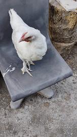 Pollastra marans