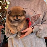 Spitz nano tedesco pomigliano