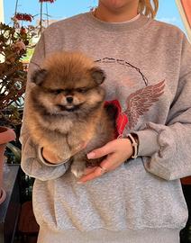 Spitz nano tedesco pomigliano