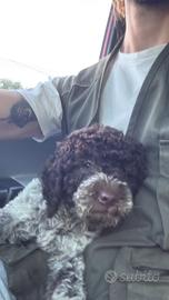 Lagotto femmina