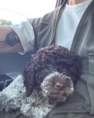 Lagotto femmina