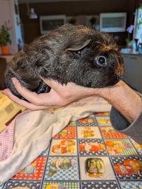 Cavia coronet
