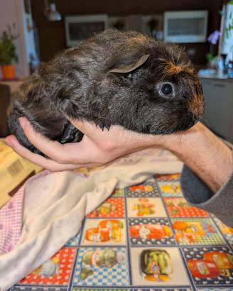 Cavia coronet