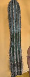 Cactus Pachycereu Peinglei h 200cm