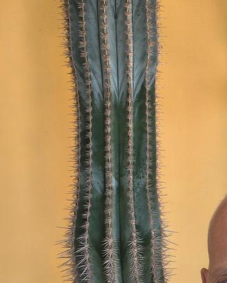 Cactus Pachycereu Peinglei h 200cm